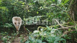 Reshmi Nair Angel Nude In Forest